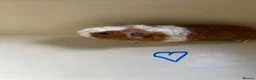 Guinea Pig rodents for sale: Baby Teddy Guinea pigs. Boys & girls  - Advert 2