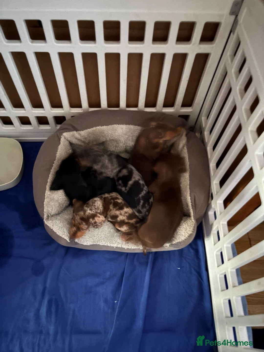 Dachshund dogs for sale: Absolutely gorgeous litter of 5 dachshund puppies - Advert 1