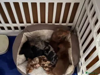 Dachshund dogs Absolutely gorgeous litter of 5 dachshund puppies - Advert 1