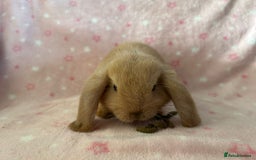 Mini Lop rabbits for sale: Pure Breed Mini Lop baby bunnies ready 1st Aug - Image 18