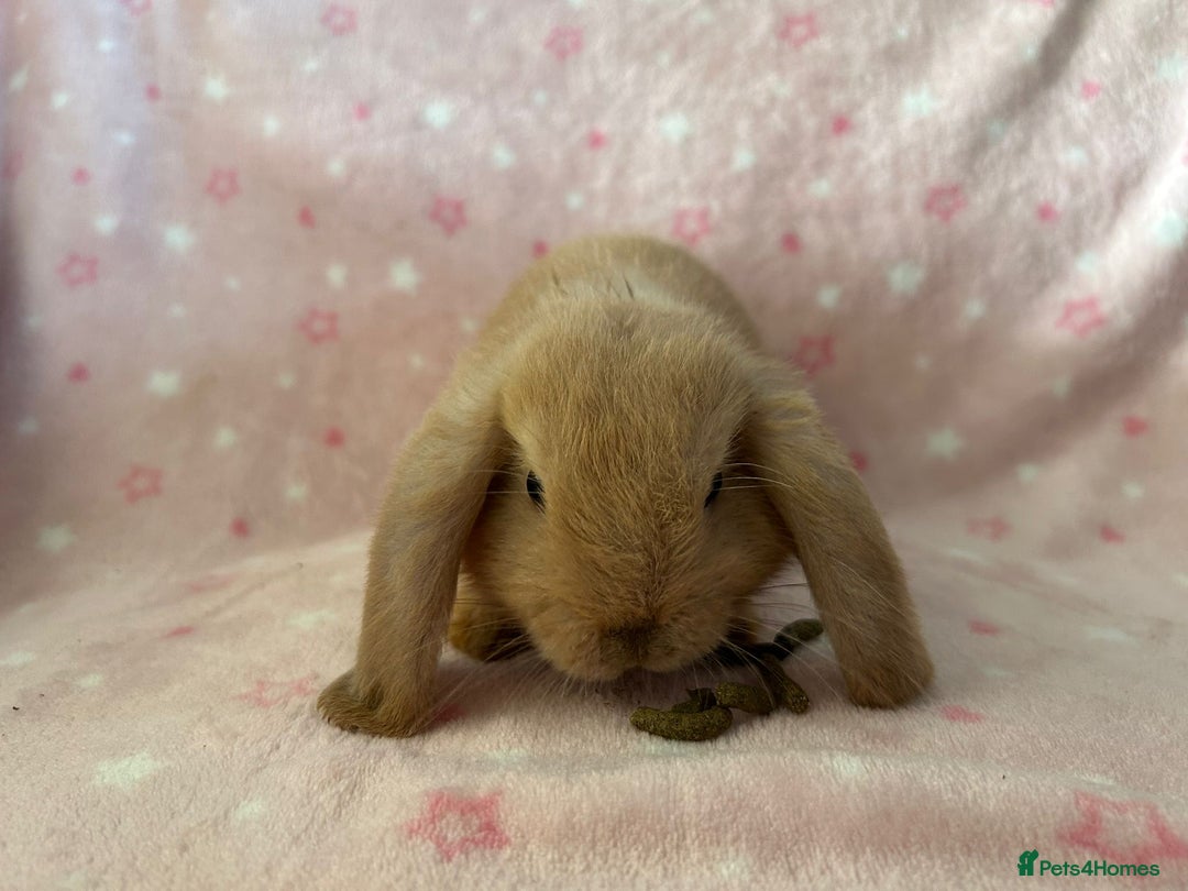 Mini Lop rabbits for sale: Pure Breed Mini Lop baby bunnies ready 1st Aug - Image 18