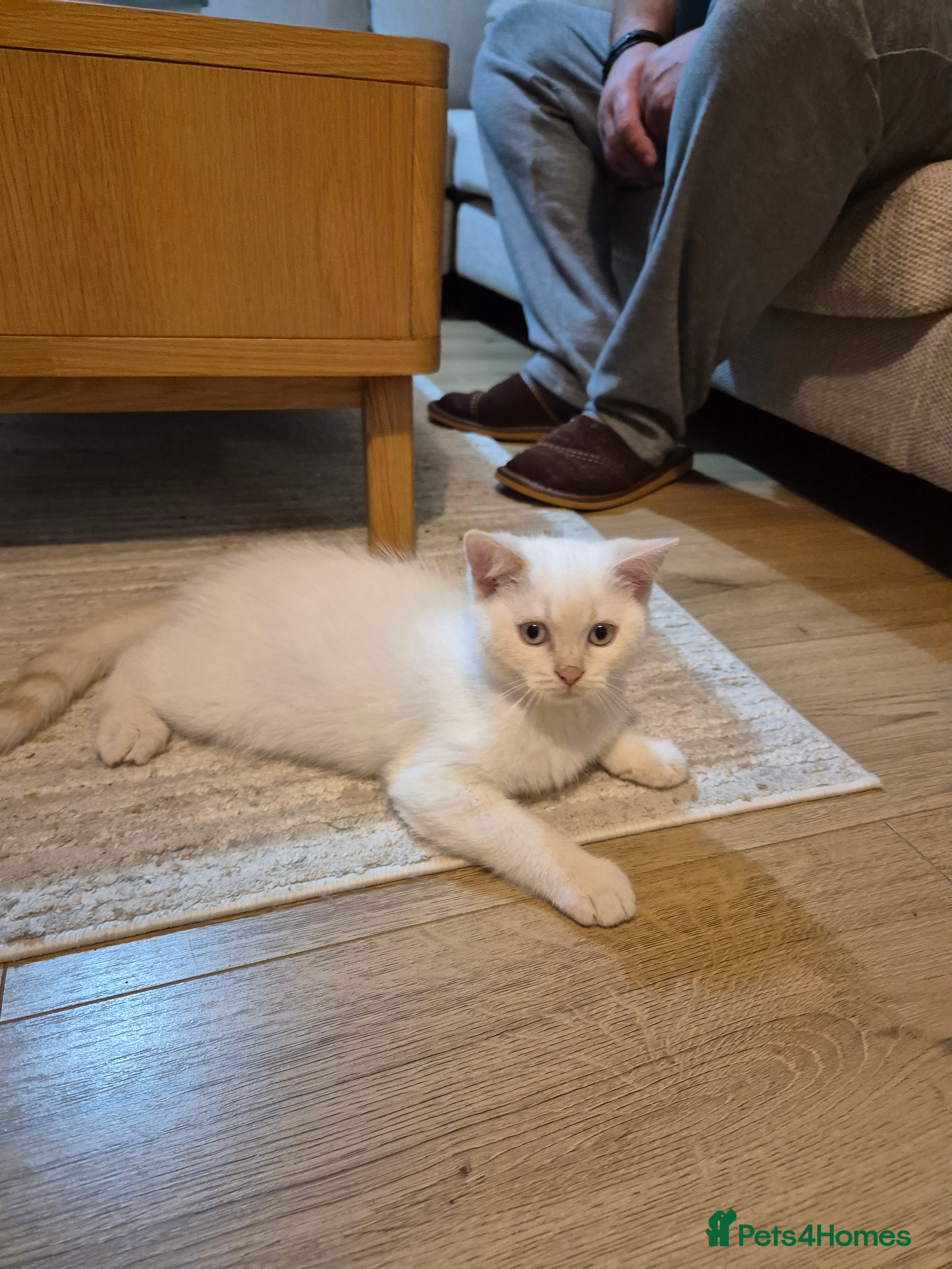 British Shorthair cats Male British Shorthair kittens - Advert 12