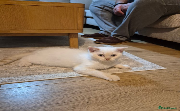 British Shorthair cats - Advert 1