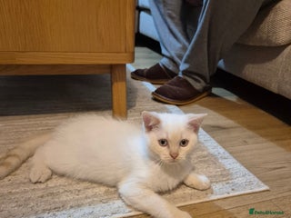 British Shorthair cats - Advert 2
