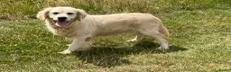 Golden Retriever dogs for sale: Kc reg cream 3 year old female  - Advert 10
