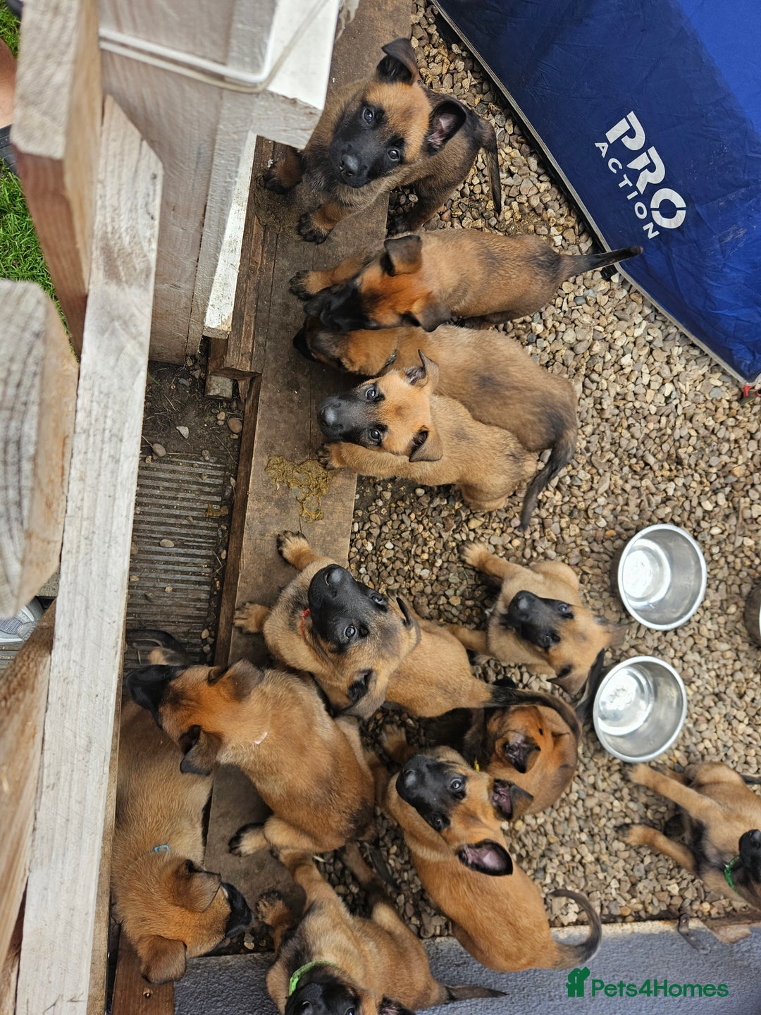 Belgian Shepherd Dog dogs for sale: KC Registered Mali Pups ***Last 1 girl - Advert 6
