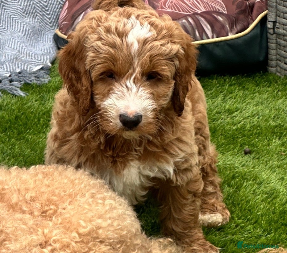 Australian Labradoodle dogs *4 boys ready now 🏡* Australian labradoddles - Advert 2