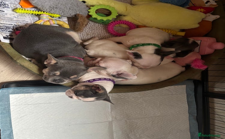 French Bulldog dogs - Advert 11