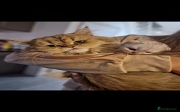 Persian cats for sale: Mother and daughter chinchilla persians - Image 2