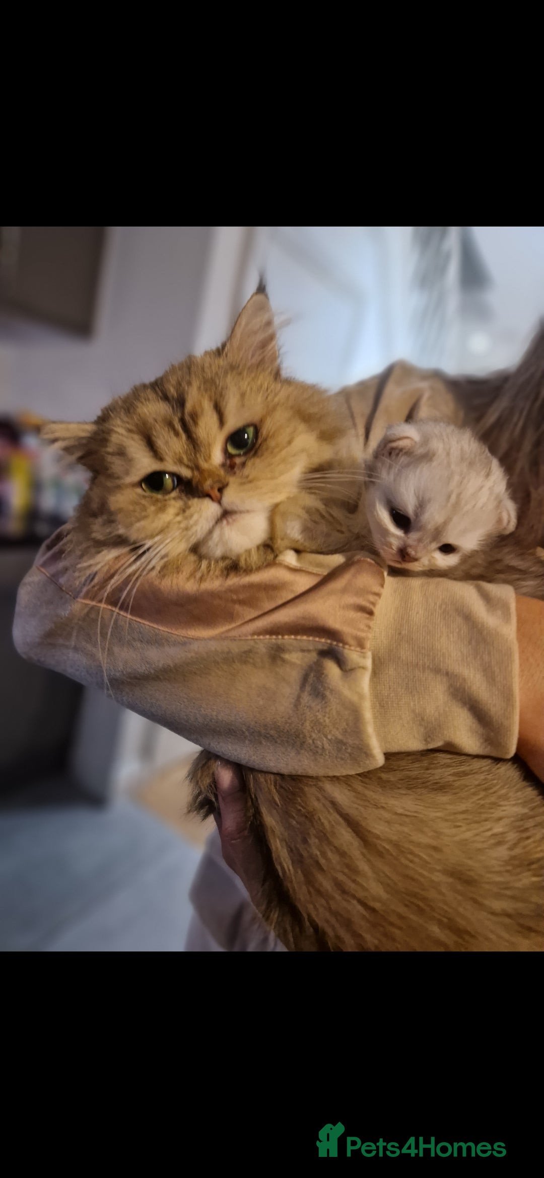 Persian cats for sale: Mother and daughter chinchilla persians - Image 2