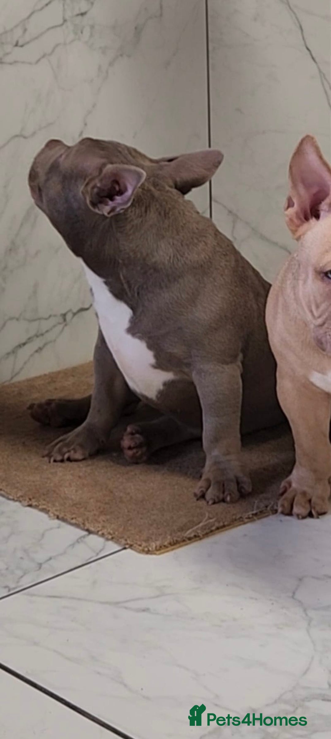 American Bully dogs for sale: American Bully Pocket Extreme - Image 6