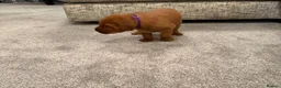 Labrador Retriever dogs for sale: Red Fox Labradors - Advert 12