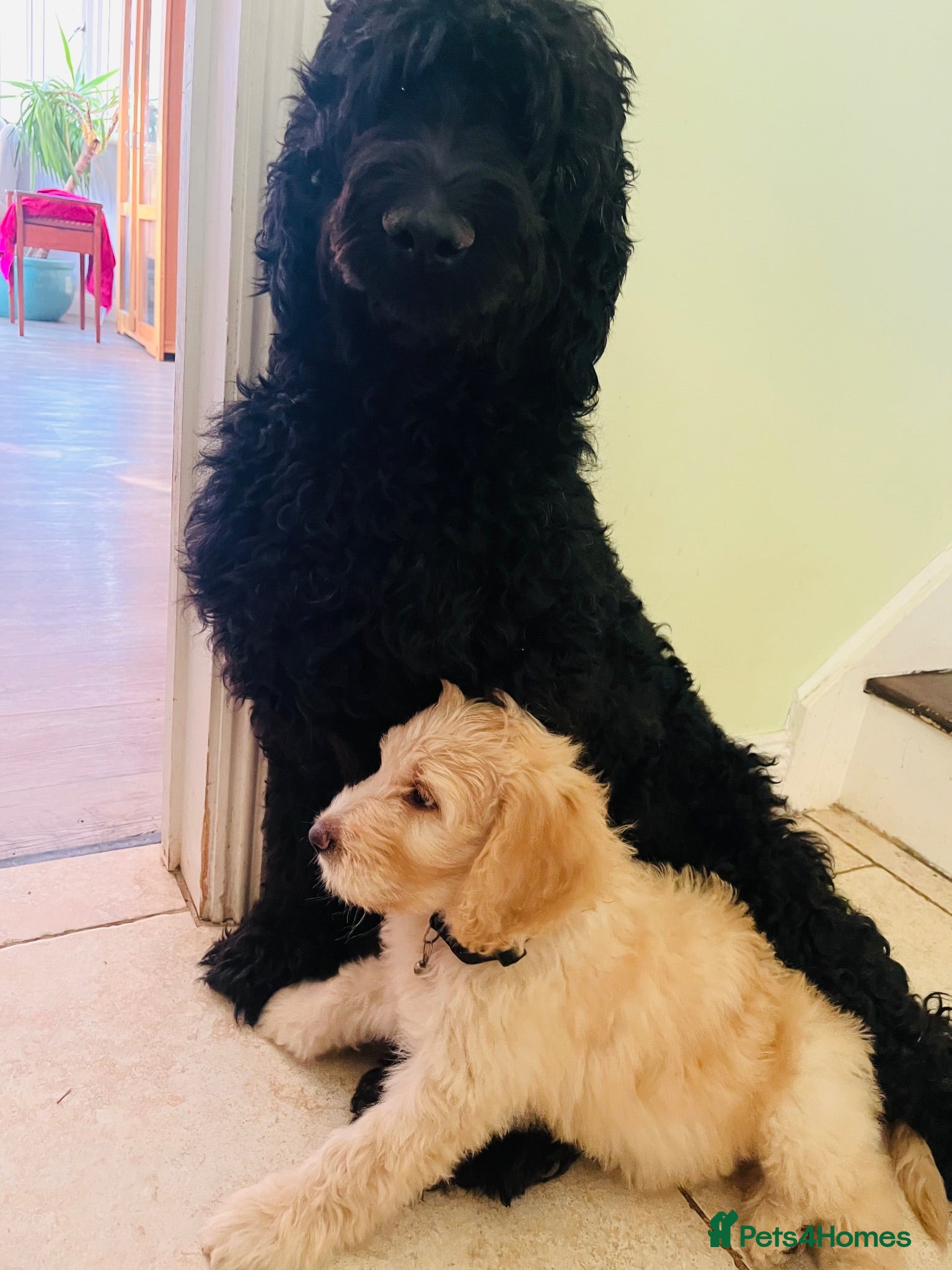 Double Doodle dogs Stunning Labradoodle X Goldendoodle litter of 10  - Advert 1