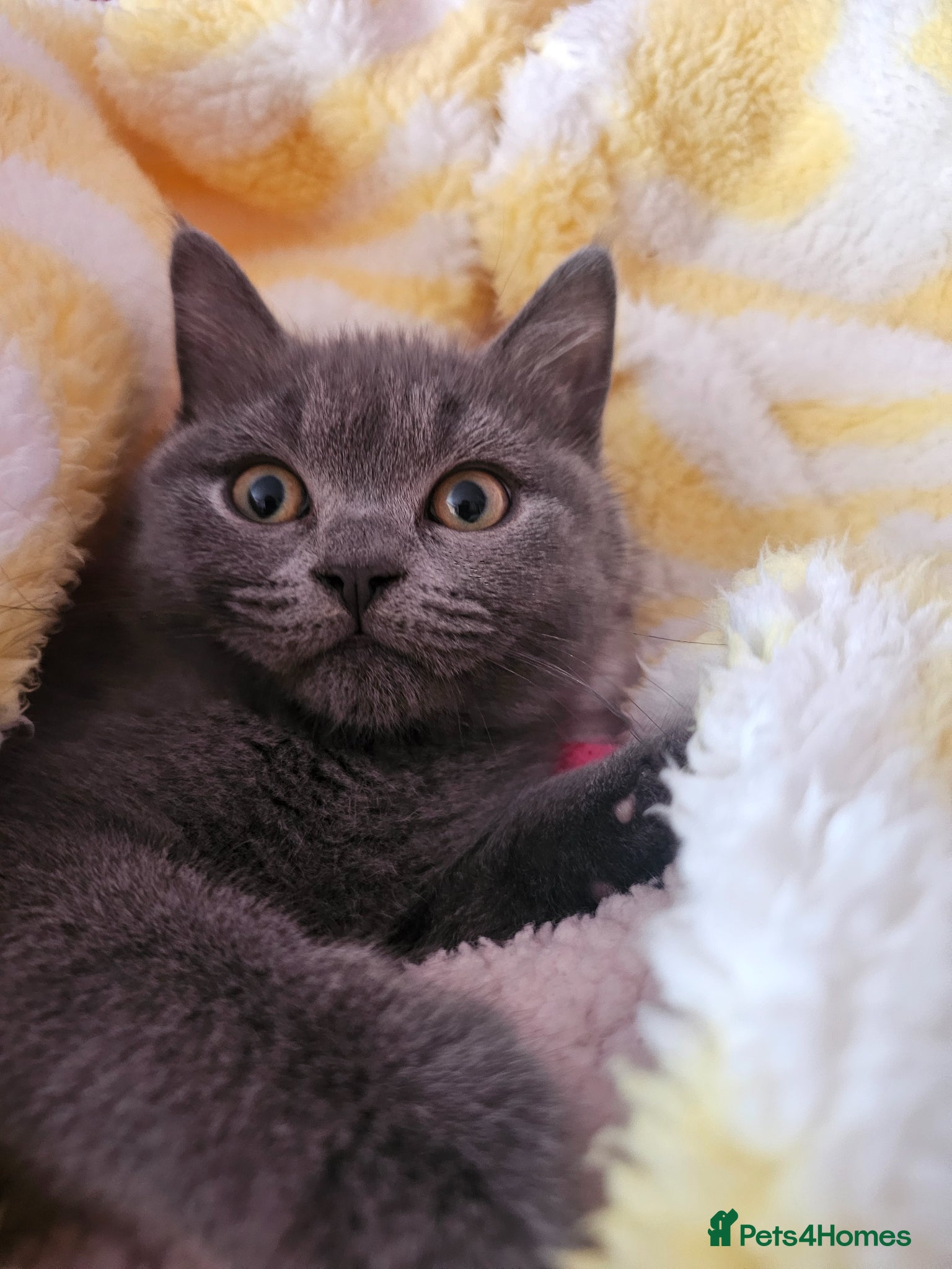 Mixed Breed cats Stunning British Shorthair Kittens-Litter trained! - Advert 16