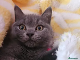 Mixed Breed cats Stunning British Shorthair Kittens-Litter trained! - Advert 16