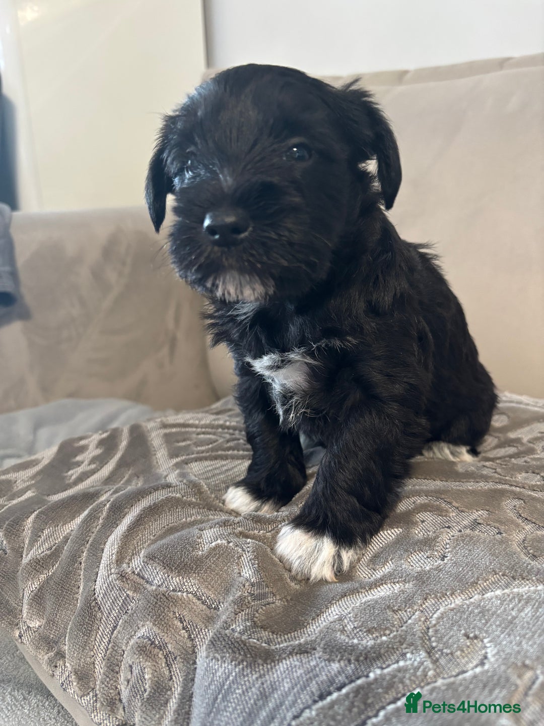 Miniature Schnauzer dogs for sale: Adorable Miniature Schnauzer Puppies KC Reg - Image 3
