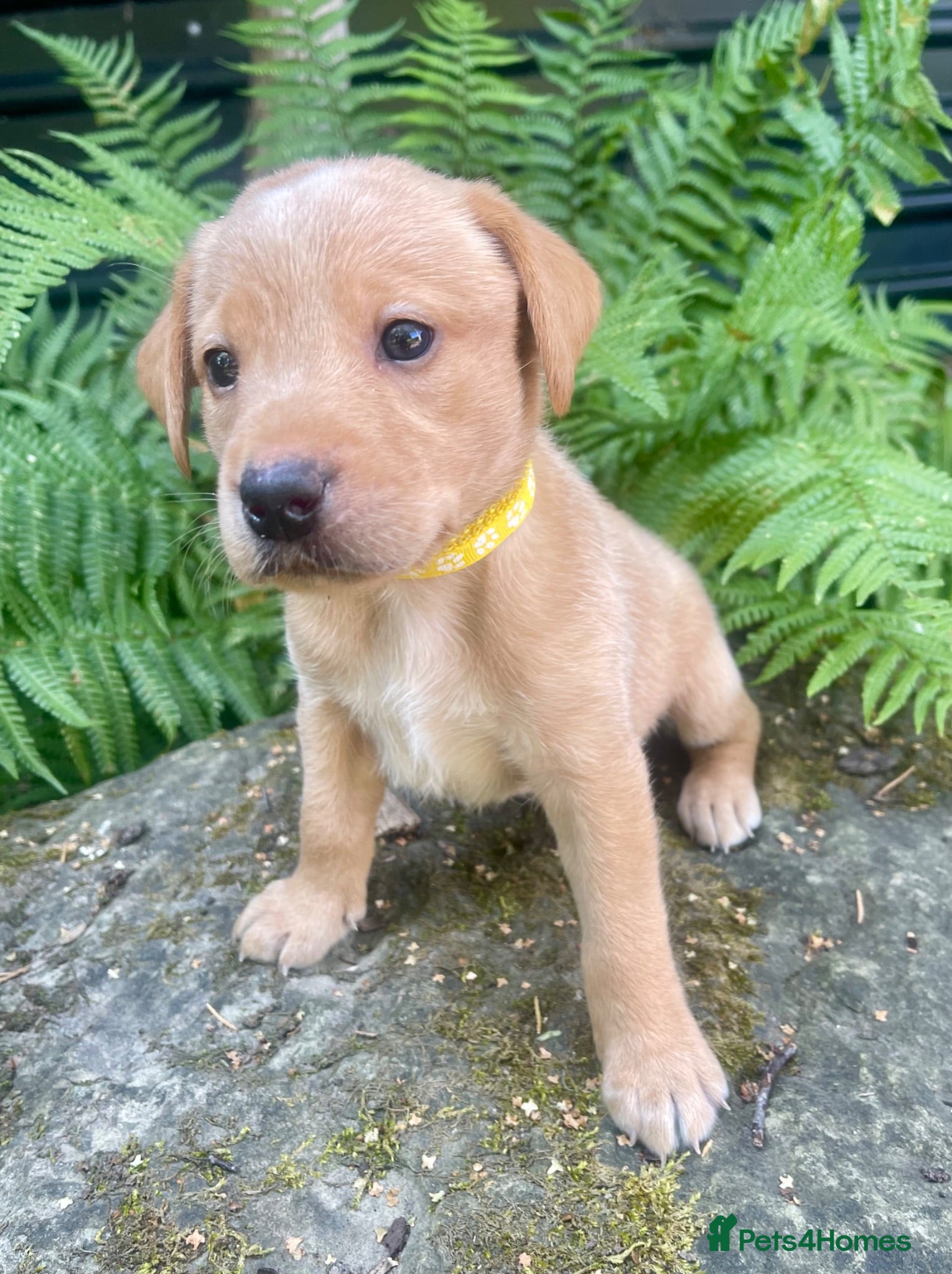 Labrador Retriever dogs Adorable KC registered Labrador puppies  - Advert 2