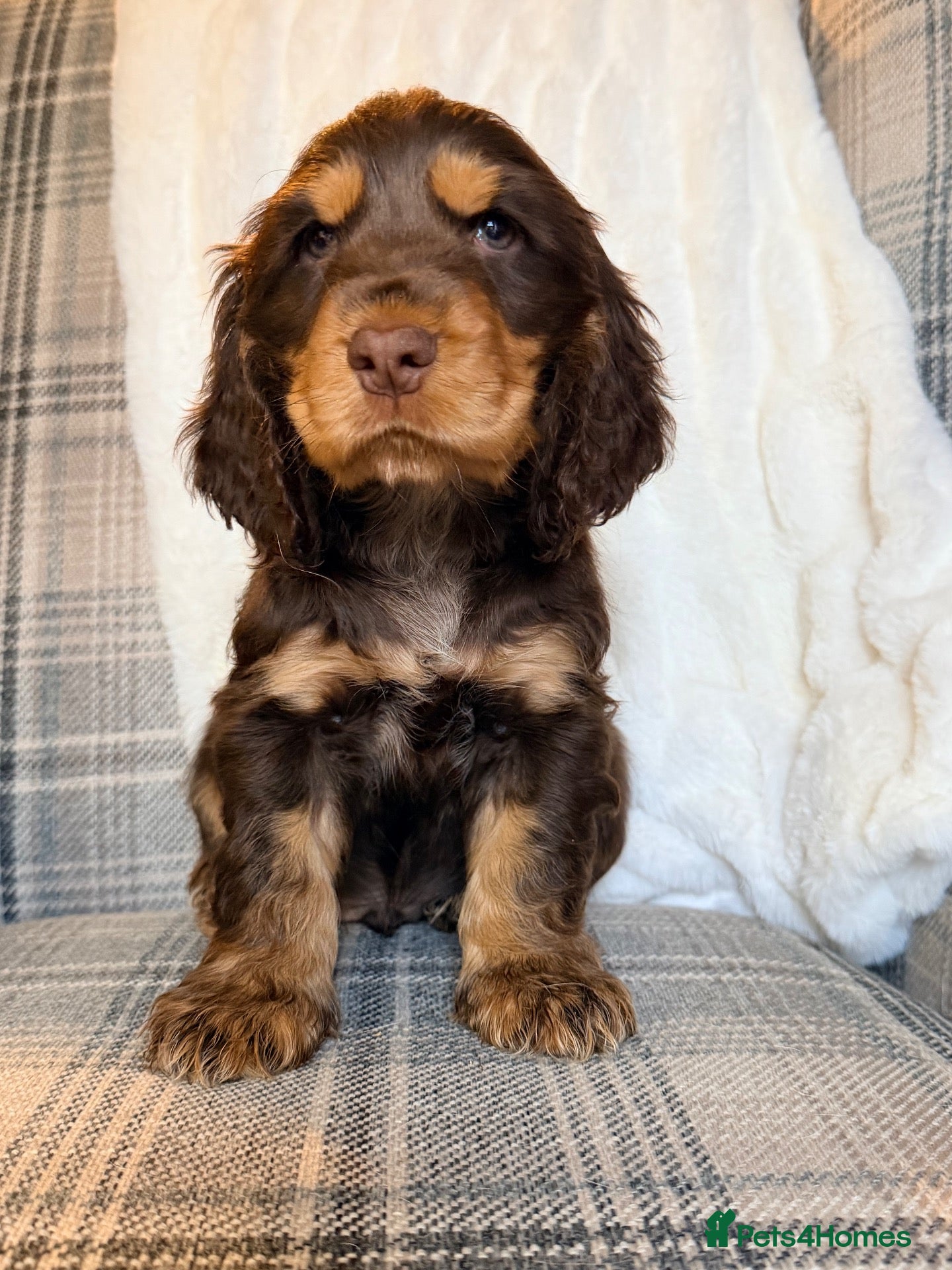 Cocker Spaniel dogs for sale: Show Type, KC Reg, health tested chocolate boy - Advert 2