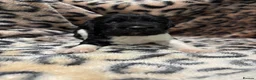 English Springer Spaniel dogs for sale: Last two boy Springer Spaniel Puppies  - Advert 6