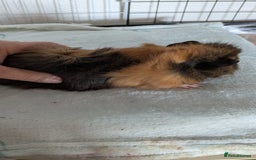 Guinea Pig rodents for sale: Guinea pig boys long haired - Image 1