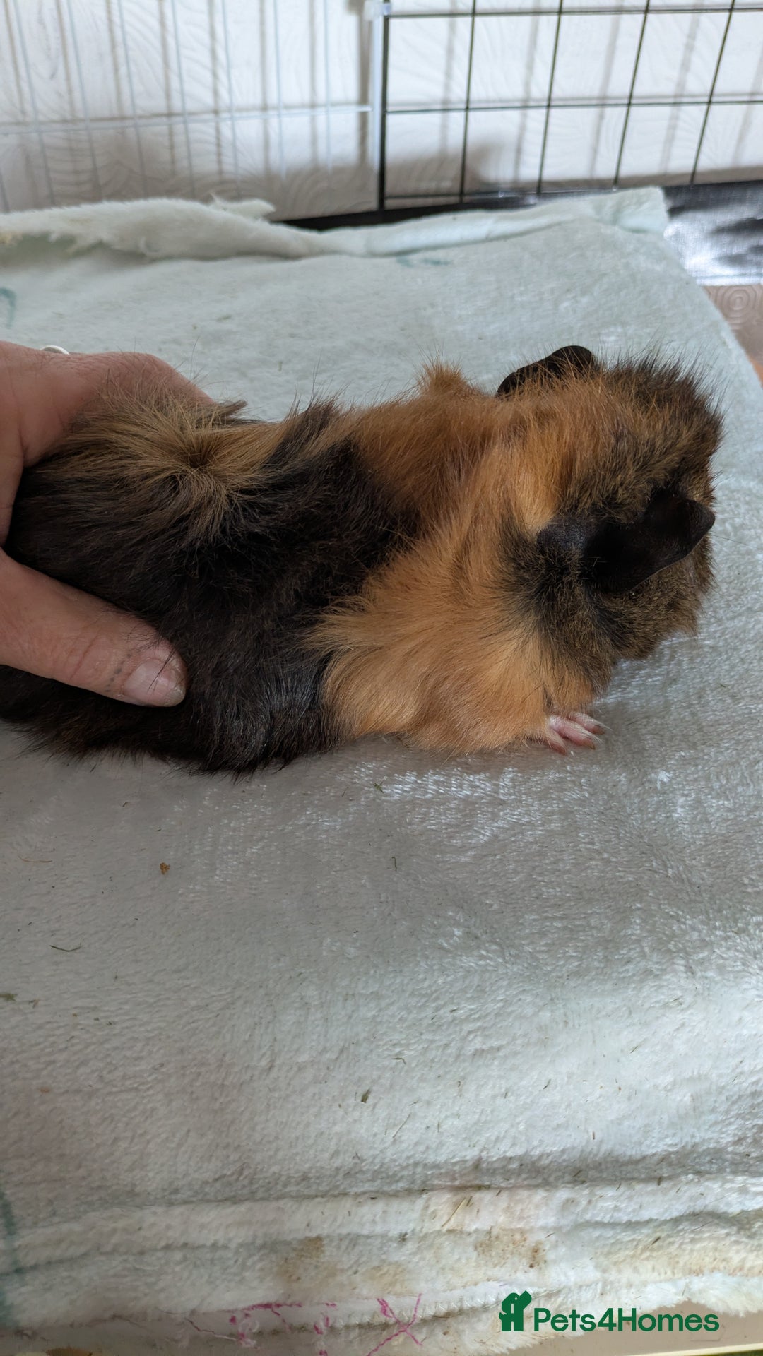 Guinea Pig rodents for sale: Guinea pig boys long haired - Image 1