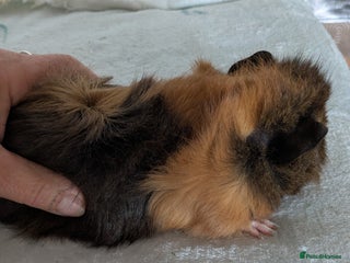 Guinea Pig rodents - Advert 14