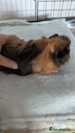 Guinea Pig rodents - Advert 2