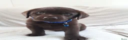 Labrador Retriever dogs for sale: Super Chocolate KC Reg Pups- Health Tested Parents - Advert 9