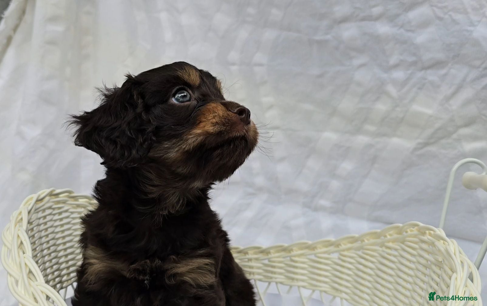 Cavapoo dogs Miniature dark chocolate & tan F1 Cavapoo puppies  - Advert 1