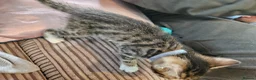 Bengal cats for sale: Begal cross kittens  - Advert 10