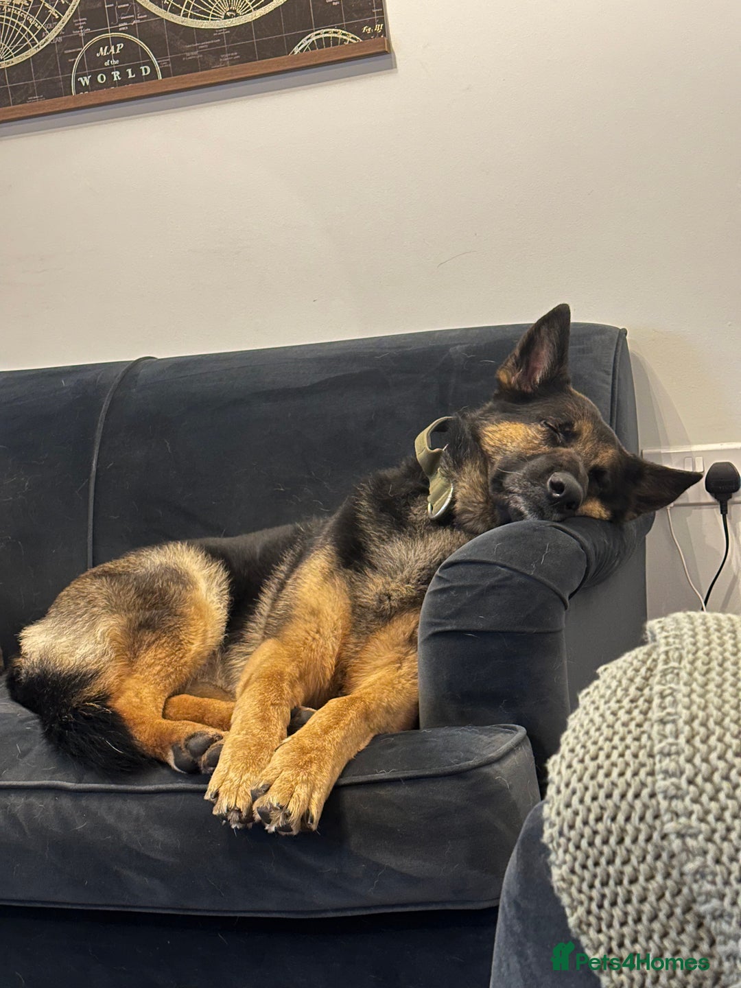 German Shepherd dogs for sale: 2 x German Shepherds for sale - 6 years old - Image 8