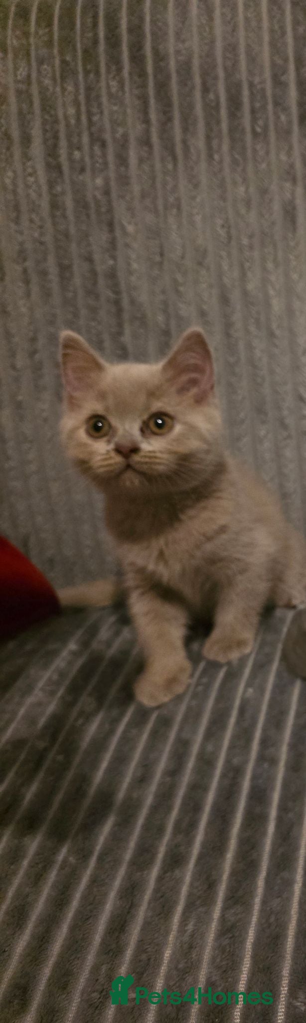 British Shorthair cats Only 2 British Shorthair Kittens Left - Advert 2