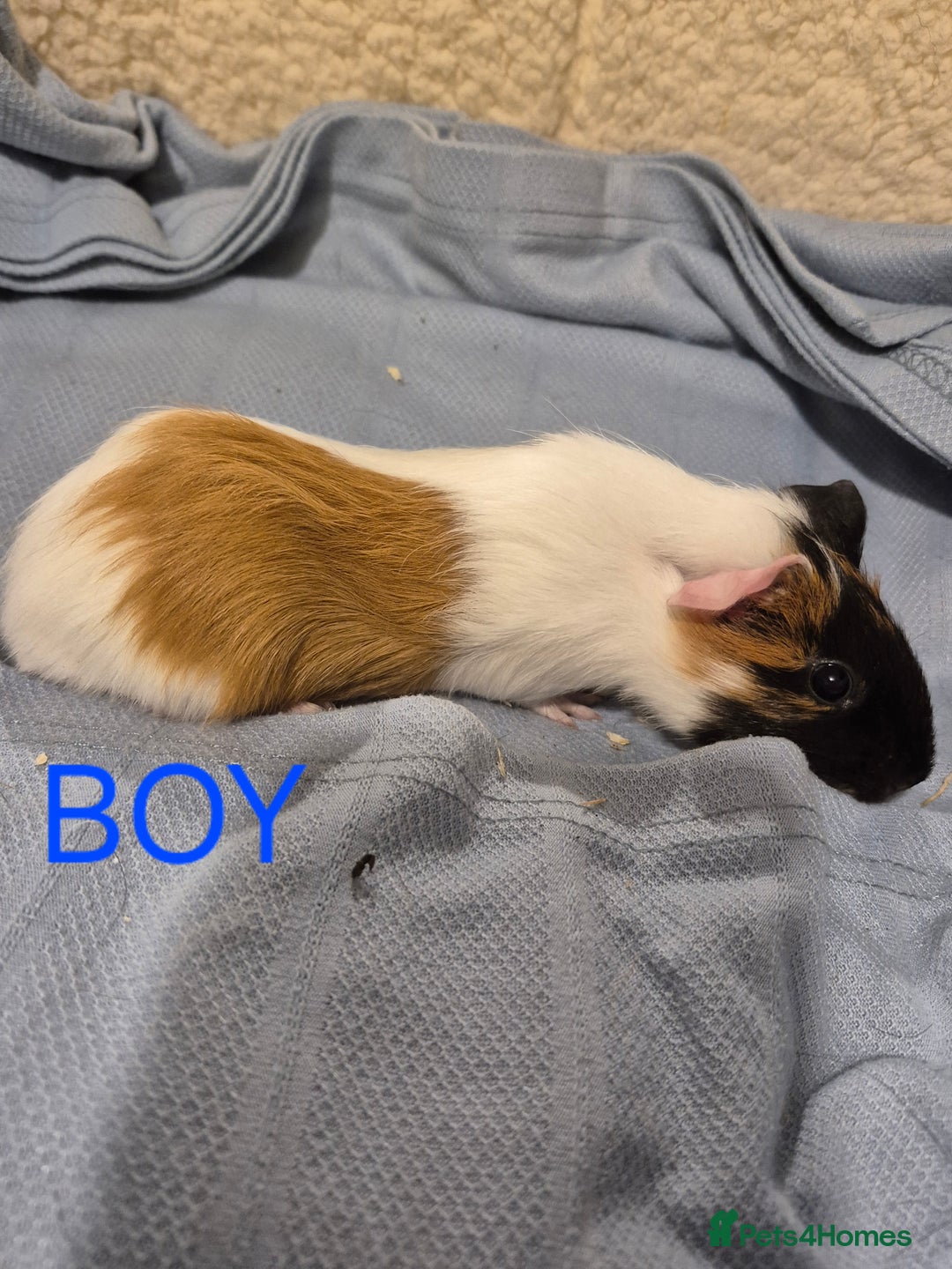 Guinea Pig rodents for sale: Sows and Boars available, can deliver x - Advert 5