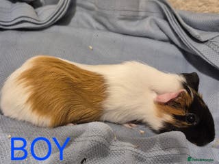 Guinea Pig rodents Sows and Boars available, can deliver x - Advert 13