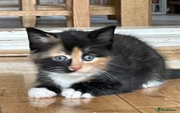 Mixed Breed cats for sale: Kittens  - Image 5