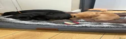 Labrador Retriever dogs for sale: Black & Fox Red KC Labrador Puppies - Advert 7