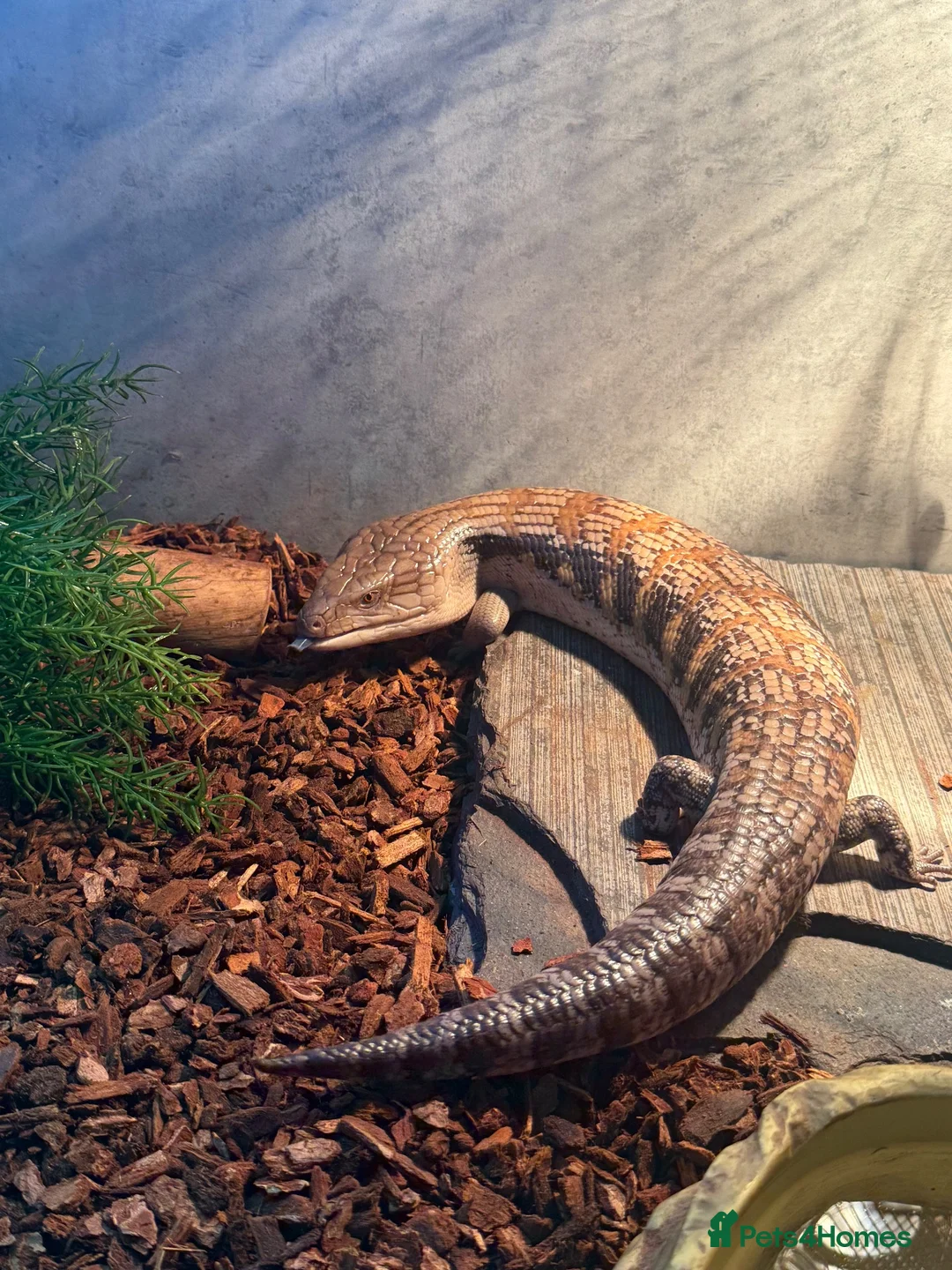 Skink reptiles for sale: Blue tongued skink in Leyland - Advert 2