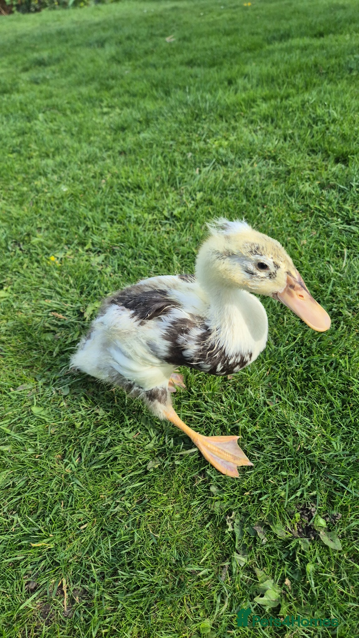 Ducks poultry Runner duck - Advert 2