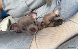 Chihuahua dogs for sale: Cute Chihuahua Pups - Image 2