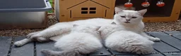 British Longhair cats for sale: PURE British longhair girls❤️ - Advert 8