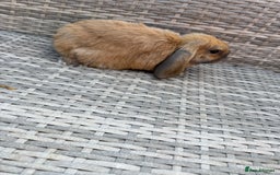 Mini Lop rabbits for sale: Mini lop - Image 11