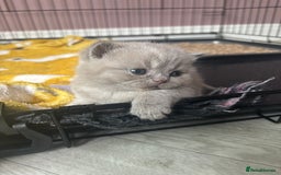 British Shorthair cats for sale: Lilic GCCF registered active champion lines  - Image 25