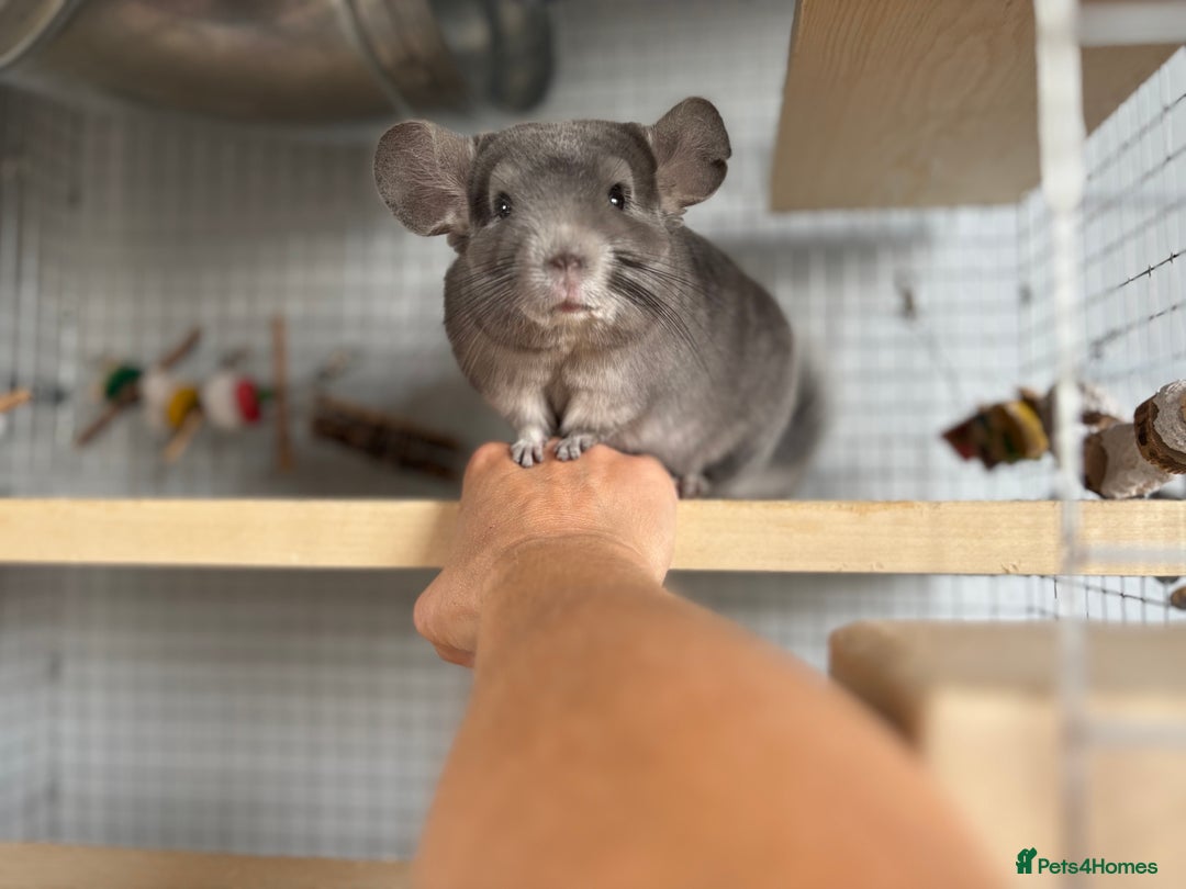 Chinchilla rodents for sale: Ned - Male violet chinchilla 1 year old  - Image 3