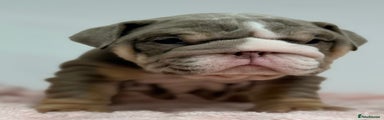 English Bulldog Puppy 5