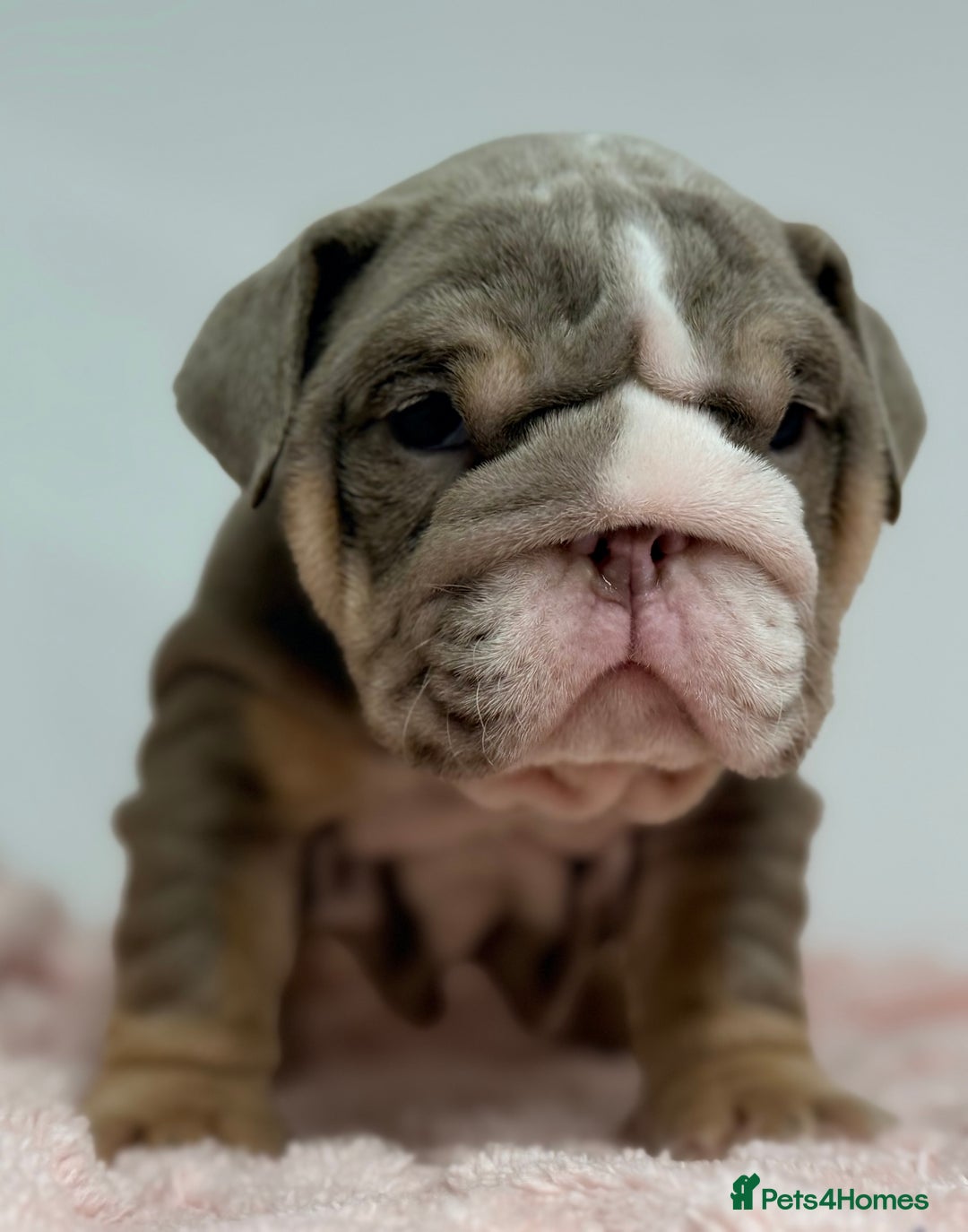 English Bulldog dogs for sale: *Stunning* KC English bulldog puppies ready soon!! - Advert 9