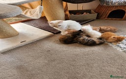 Ragdoll cats for sale: Beautiful Ragdoll Kittens  - Image 21