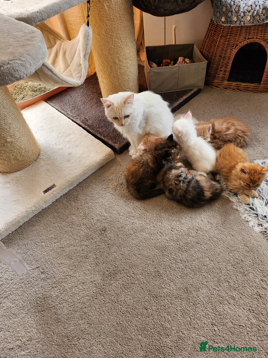 Ragdoll cats for sale: Beautiful Ragdoll Kittens  - Image 21