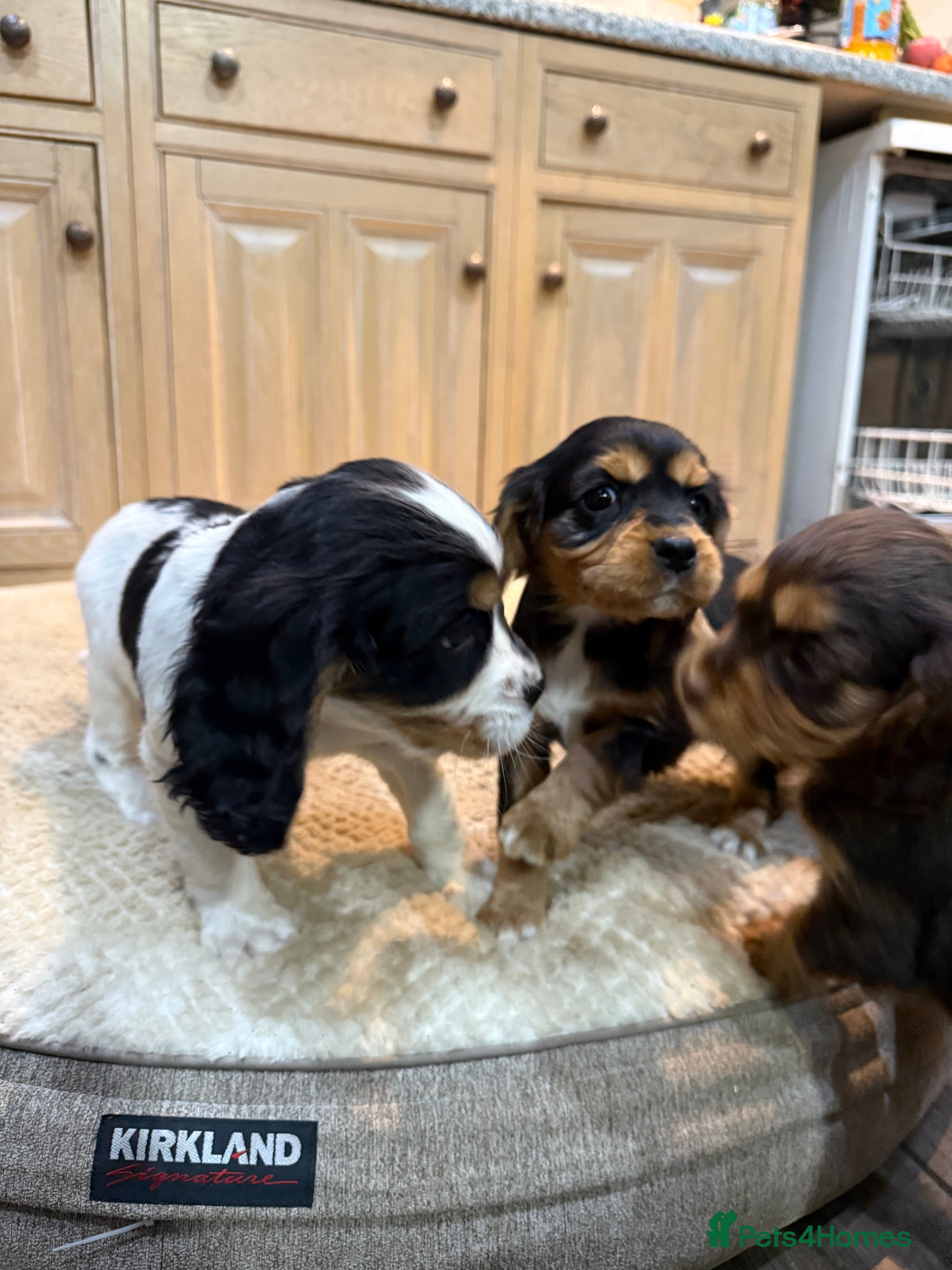 Cockalier dogs Beautiful health tested cockaliers - Advert 8