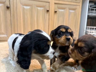 Cockalier dogs Beautiful health tested cockaliers - Advert 12