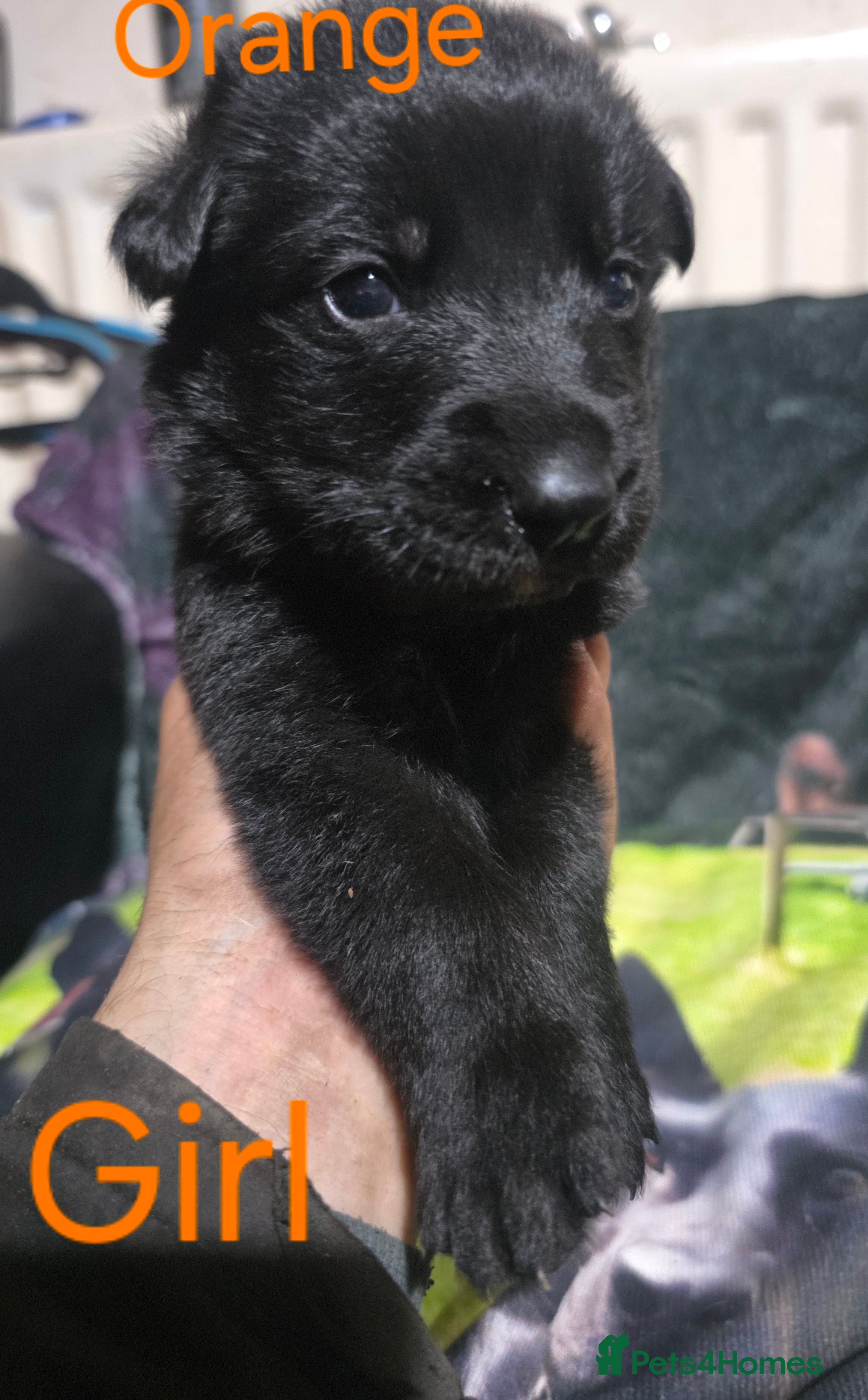 German Shepherd dogs Black german shepherds  - Advert 2